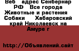 Веб – адрес Сенбернар.РФ - Все города Животные и растения » Собаки   . Хабаровский край,Николаевск-на-Амуре г.